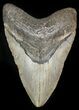 Bargain Megalodon Tooth - North Carolina #45543-1